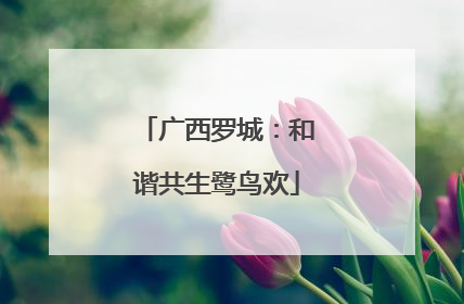 广西罗城：和谐共生鹭鸟欢